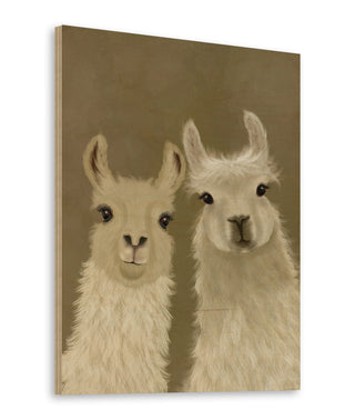 Llama Duo, Looking at You