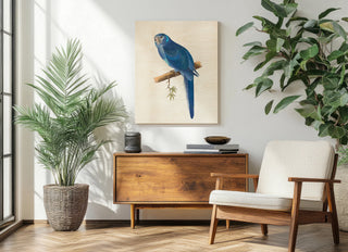 Blue Parrots II