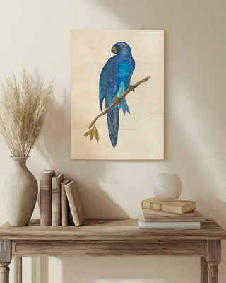 Blue Parrots III