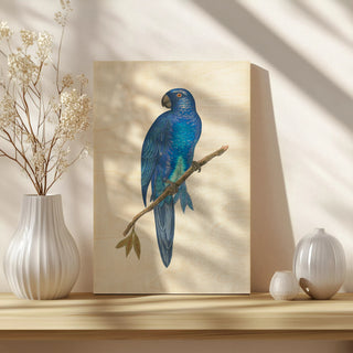 Blue Parrots III