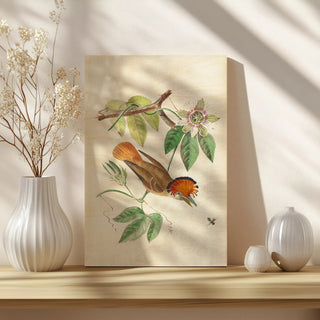 Cuvier Bird & Habitat I