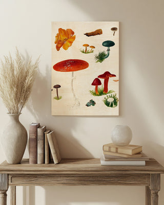 Mushroom Species VIII