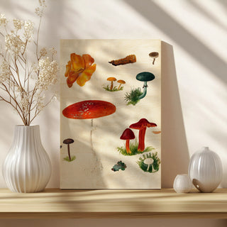 Mushroom Species VIII
