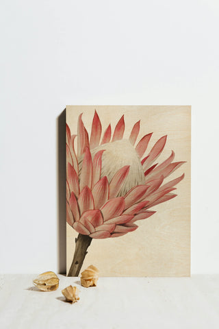 Queen Protea I