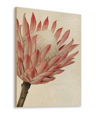 Queen Protea I