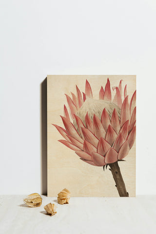 Queen Protea II