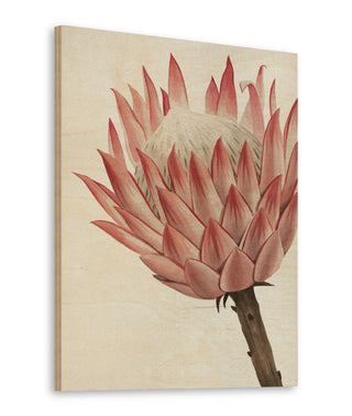 Queen Protea II