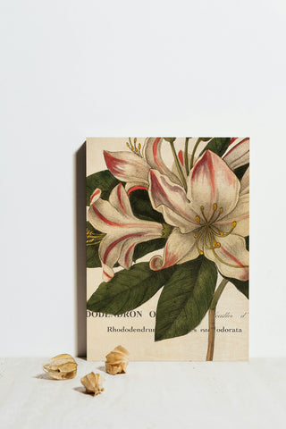 Botanique III Print
