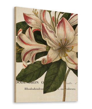 Botanique III Print