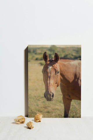 Polo Pony II Print
