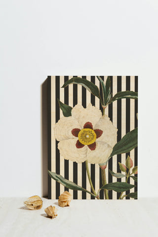 Herbal Botanical XXVII Bold Crop Print