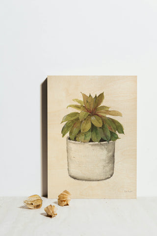 Mixed Greens Succulent III Print