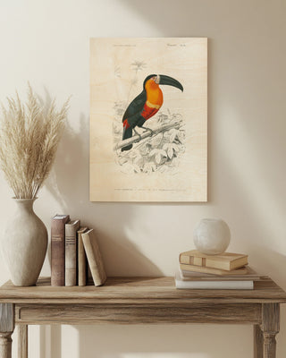 Toucan du Para Print
