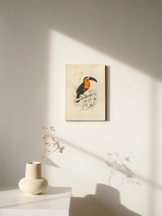 Toucan du Para Print