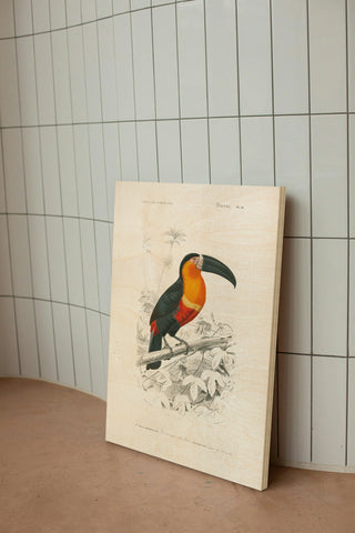 Toucan du Para Print