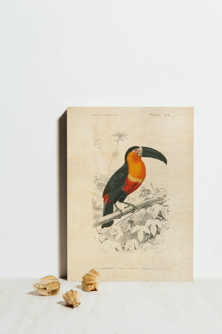 Toucan du Para Print