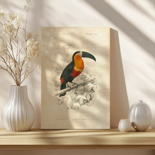 Toucan du Para Print
