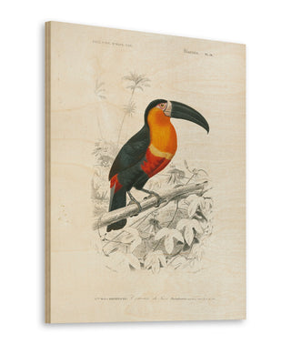 Toucan du Para Print