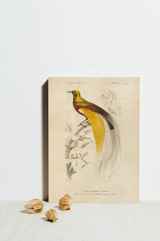 Oiseaux de Paradis Print