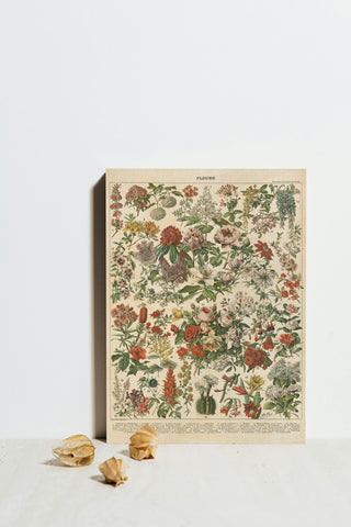 French Flower Chart Print