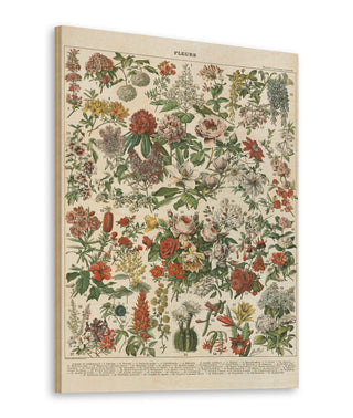 French Flower Chart Print