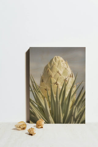 Joshua Tree Print