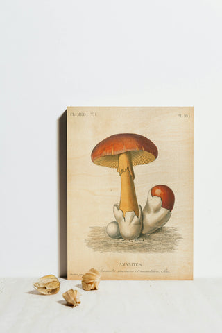 French Mushrooms II Print