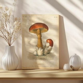 French Mushrooms II Print