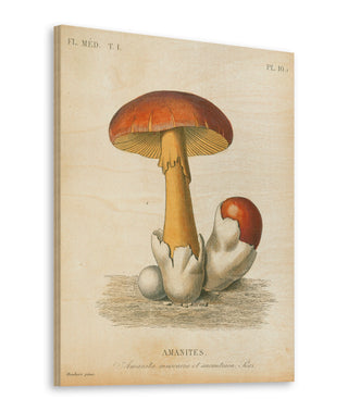 French Mushrooms II Print