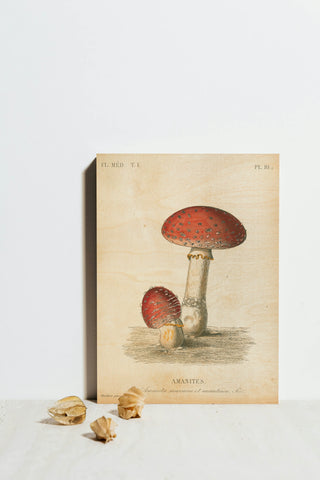 French Mushrooms III Print