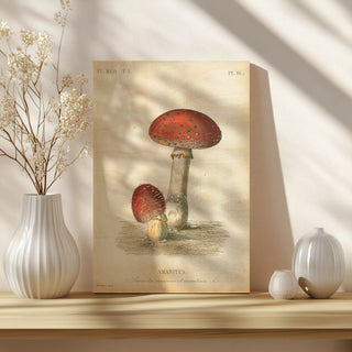 French Mushrooms III Print