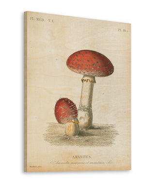 French Mushrooms III Print