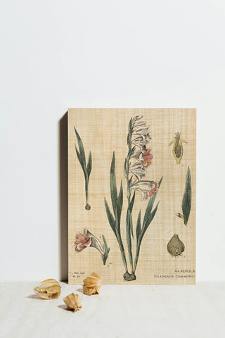 Gladiola Chart Linen Print