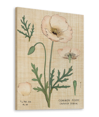 Poppy Chart Linen Print