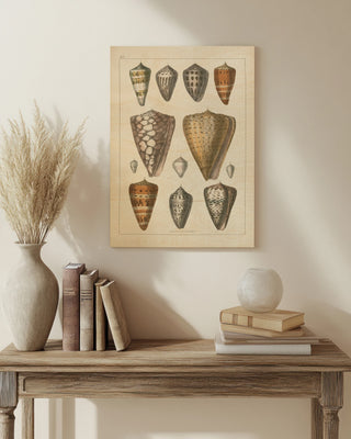 Shell Assorment II v2 Print