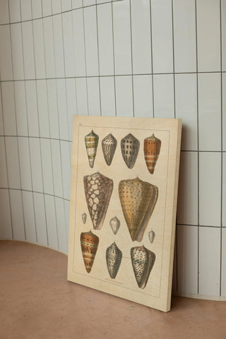 Shell Assorment II v2 Print