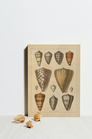 Shell Assorment II v2 Print