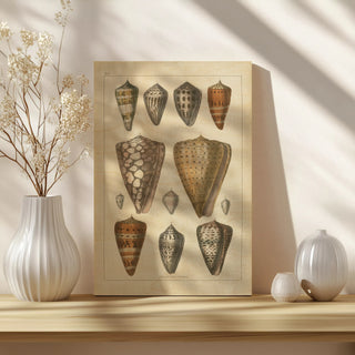 Shell Assorment II v2 Print