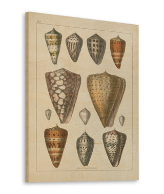 Shell Assorment II v2 Print