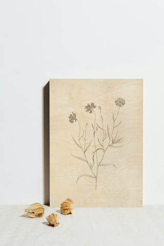 Gifts from the Meadow V Print