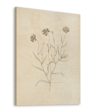 Gifts from the Meadow V Print