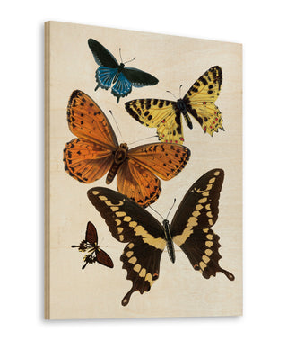 Vintage Butterfly I Print