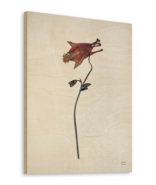 Field Journal Entry II Color Print