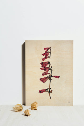 Field Journal Entry VII Color Print