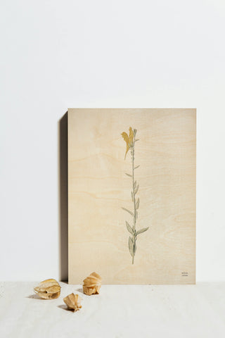 Field Journal Entry VIII Color Print