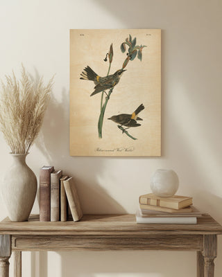 Vintage Warbler I Print