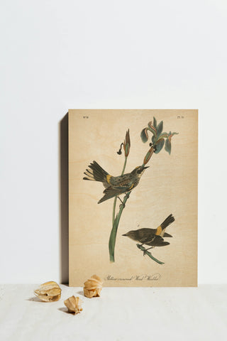 Vintage Warbler I Print