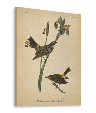 Vintage Warbler I Print