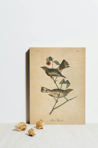 Vintage Warbler II Print