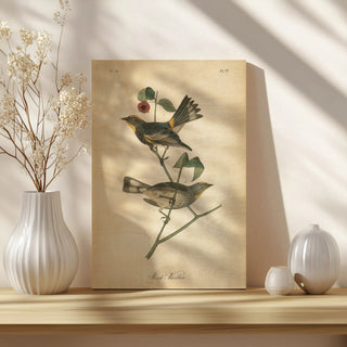 Vintage Warbler II Print